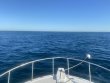 Wednesday September 29th 2021 Tropical Destiny: French Reef reef report photo 1
