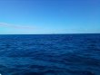 Friday December 24th 2021 Tropical Destiny: Spiegel Grove reef report photo 2