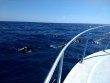 Tuesday March 2nd 2021 Tropical Explorer: Spiegel Grove reef report photo 1