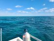 Thursday January 7th 2021 Tropical Legend: North Star reef report photo 1