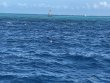 Wednesday July 21st 2021 Tropical Legend: Drift Molasses reef report photo 2