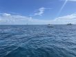 Monday July 26th 2021 Tropical Legend: Permit Ledges reef report photo 2