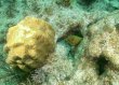 Sunday August 29th 2021 Tropical Legend: French Reef reef report photo 1