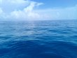 Saturday October 9th 2021 Tropical Legend: Benwood Wreck reef report photo 2
