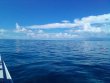 Friday October 15th 2021 Tropical Legend: Pickles Reef reef report photo 2