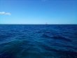Wednesday November 10th 2021 Tropical Legend: Molasses Reef reef report photo 1
