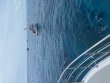 Thursday April 1st 2021 Tropical Odyssey: Molasses Reef reef report photo 1