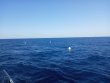 Tuesday April 13th 2021 Tropical Odyssey: Spiegel Grove reef report photo 1