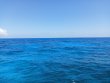 Friday April 30th 2021 Tropical Odyssey: Conch Ledge reef report photo 1