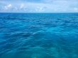 Saturday June 26th 2021 Tropical Odyssey: French Reef reef report photo 1