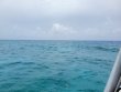 Saturday July 10th 2021 Tropical Odyssey: French Twist reef report photo 2