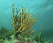 Tuesday October 5th 2021 Tropical Odyssey: Winch Hole reef report photo 3