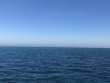 Sunday January 24th 2021 Tropical Serenity: Spanish Anchor reef report photo 1