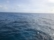Tuesday March 2nd 2021 Tropical Serenity: Snapper Ledge reef report photo 1