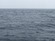 Monday April 19th 2021 Tropical Serenity: Benwood Wreck reef report photo 1