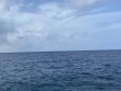 Wednesday July 14th 2021 Tropical Serenity: Spanish Anchor reef report photo 1