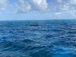 Wednesday July 21st 2021 Tropical Serenity: Molasses Reef reef report photo 1