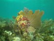 Monday July 26th 2021 Tropical Serenity: Fire Coral Cave reef report photo 2