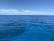 Wednesday July 28th 2021 Tropical Serenity: French Reef reef report photo 1