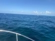 Sunday August 1st 2021 Tropical Serenity: Molasses Reef reef report photo 1