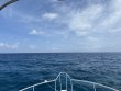 Sunday August 29th 2021 Tropical Serenity: Molasses Reef reef report photo 1