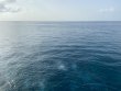Wednesday September 1st 2021 Tropical Serenity: North Star reef report photo 1