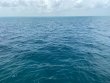 Friday September 3rd 2021 Tropical Serenity: Benwood Wreck reef report photo 1