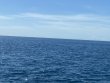 Wednesday October 27th 2021 Tropical Serenity: Woodys reef report photo 1