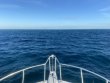 Monday November 1st 2021 Tropical Serenity: French Reef reef report photo 1