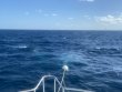 Wednesday November 10th 2021 Tropical Serenity: Spiegel Grove reef report photo 1