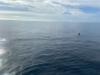 Friday November 19th 2021 Tropical Serenity: Spiegel Grove reef report photo 1
