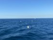 Friday December 3rd 2021 Tropical Serenity: Spiegel Grove reef report photo 1