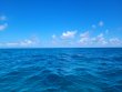 Sunday February 27th 2022 Tropical Adventure: Snapper Ledge reef report photo 2