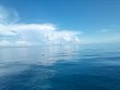 Tuesday September 13th 2022 Tropical Adventure: Spanish Anchor reef report photo 1