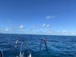 Friday November 25th 2022 Tropical Adventure: Snapper Ledge reef report photo 1