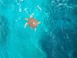 Saturday July 9th 2022 Tropical Explorer: Molasses Reef reef report photo 1