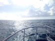 Sunday April 17th 2022 Tropical Legend: Benwood Wreck reef report photo 2