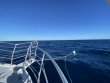 Sunday October 23rd 2022 Tropical Legend: Spiegel Grove reef report photo 1
