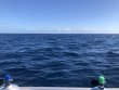 Sunday January 2nd 2022 Tropical Odyssey: Spiegel Grove reef report photo 1