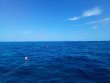 Saturday February 5th 2022 Tropical Odyssey: Hole in the Wall reef report photo 2