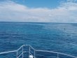 Monday May 16th 2022 Tropical Odyssey: City of Washington reef report photo 1