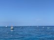 Saturday June 18th 2022 Tropical Odyssey: Molasses Reef reef report photo 4