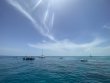Monday June 20th 2022 Tropical Odyssey: Molasses Reef reef report photo 1