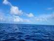 Friday July 22nd 2022 Tropical Odyssey: USCGC Duane reef report photo 1