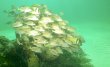 Sunday July 24th 2022 Tropical Odyssey: Spiegel Grove reef report photo 3