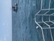 Monday February 21st 2022 Tropical Serenity: Molasses Reef reef report photo 1