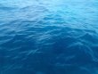 Wednesday April 27th 2022 Tropical Serenity: Spanish Anchor reef report photo 2