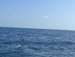 Monday August 14th 2023 Tropical Destiny: ChristmasTree Cave reef report photo 1