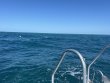 Tuesday September 5th 2023 Tropical Destiny: ChristmasTree Cave reef report photo 1