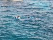 Saturday July 22nd 2023 Tropical Legend: Eagle Ray Alley reef report photo 1